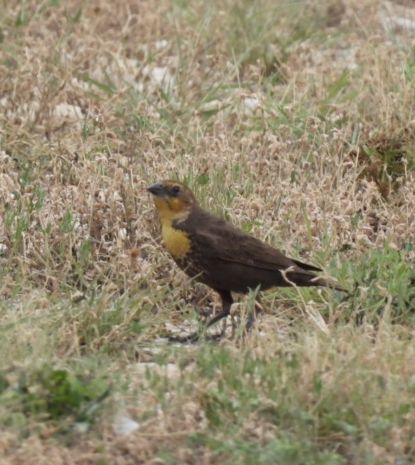 Yellow-headed Blackbird - ML619886522