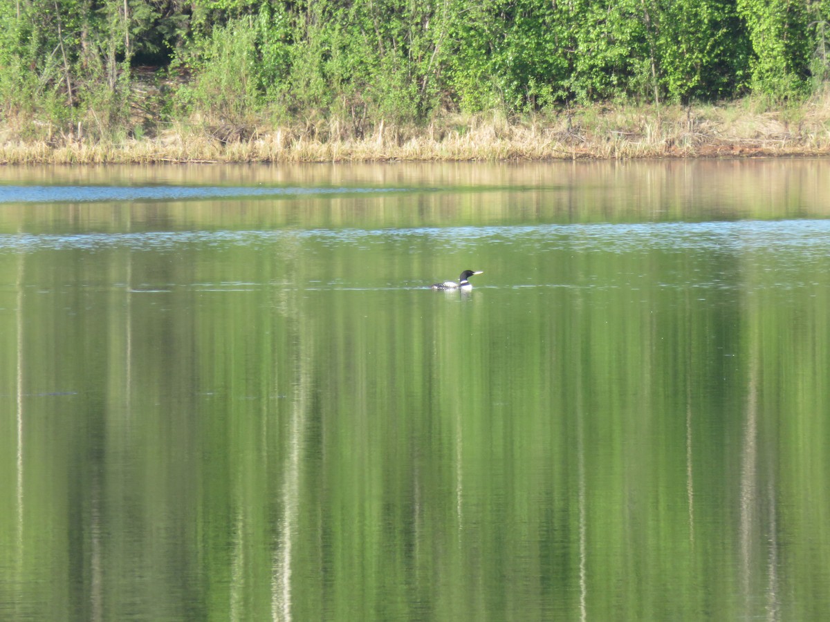 Yellow-billed Loon - ML619886536