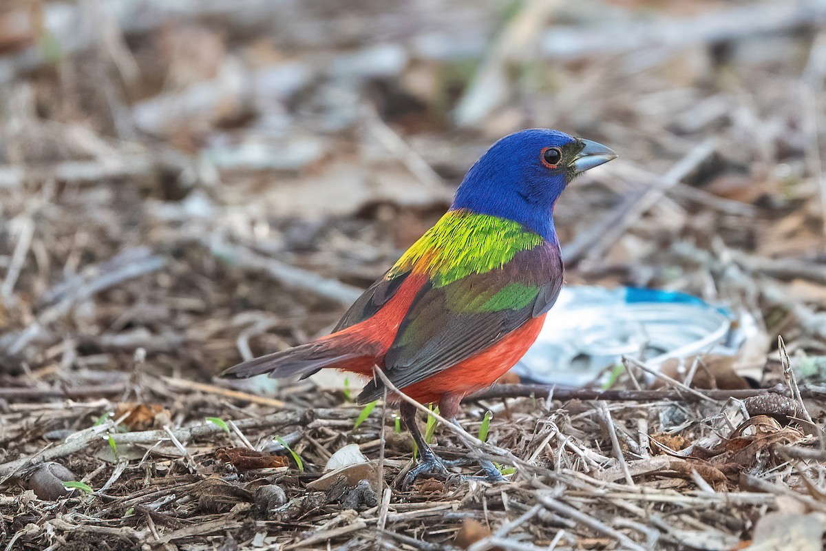 Painted Bunting - ML619886540