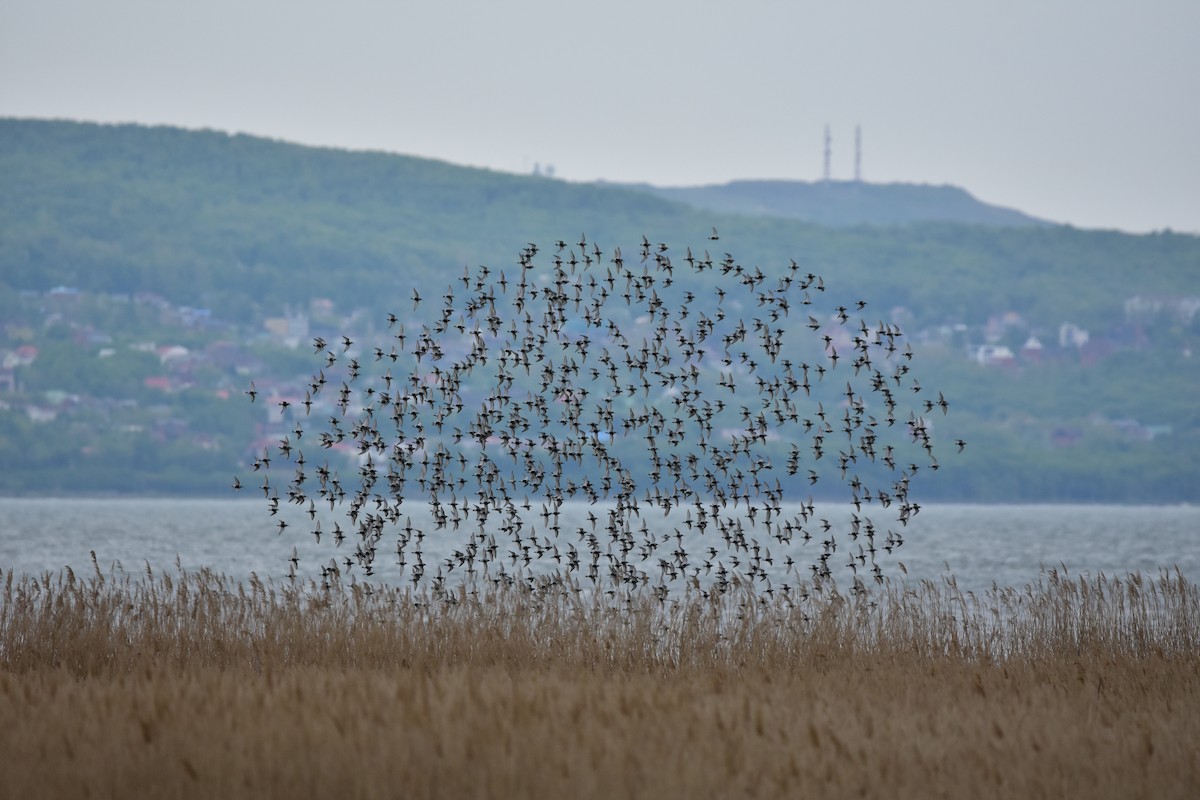 Dunlin - ML619886542