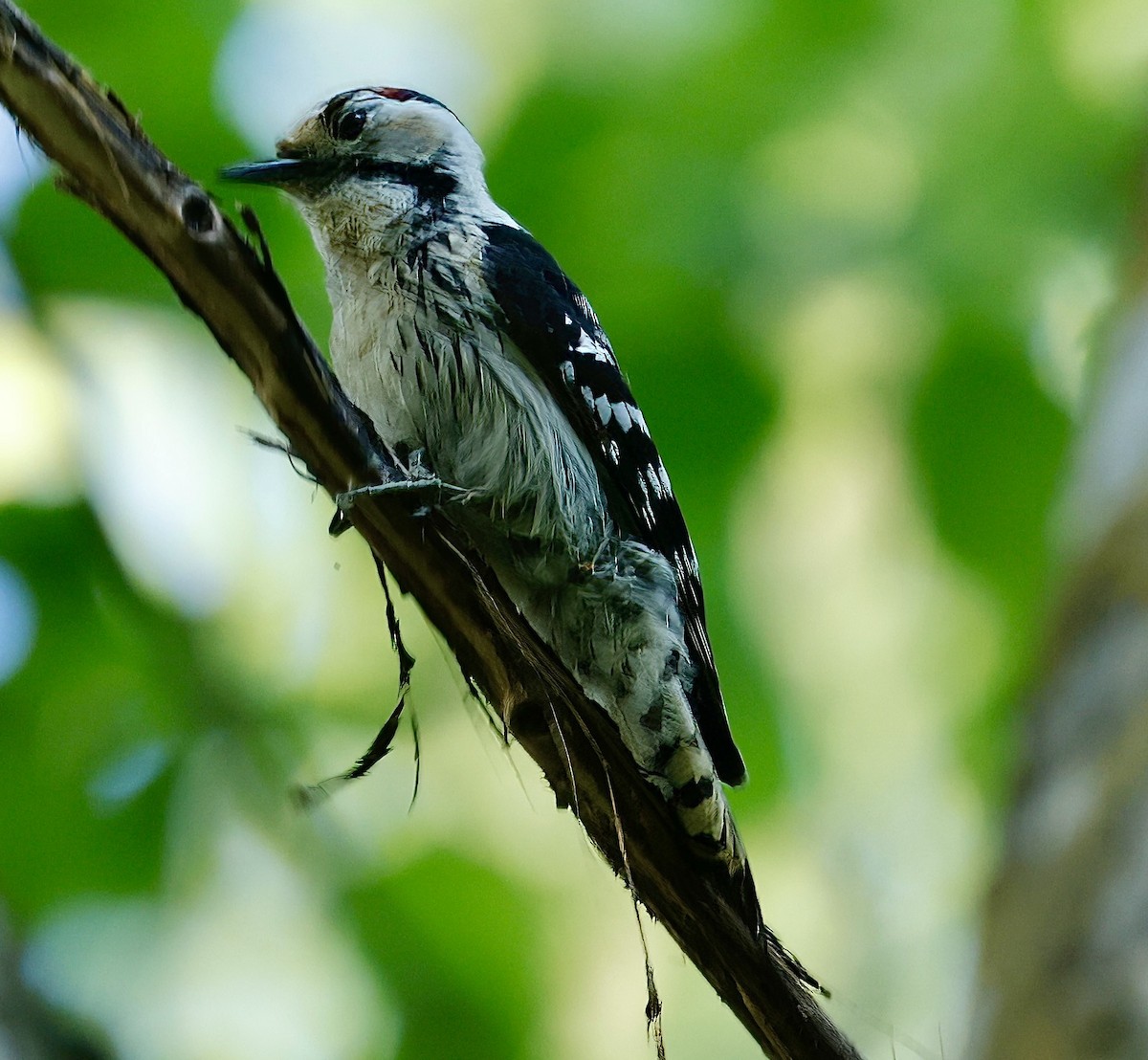 Lesser Spotted Woodpecker - ML619886543