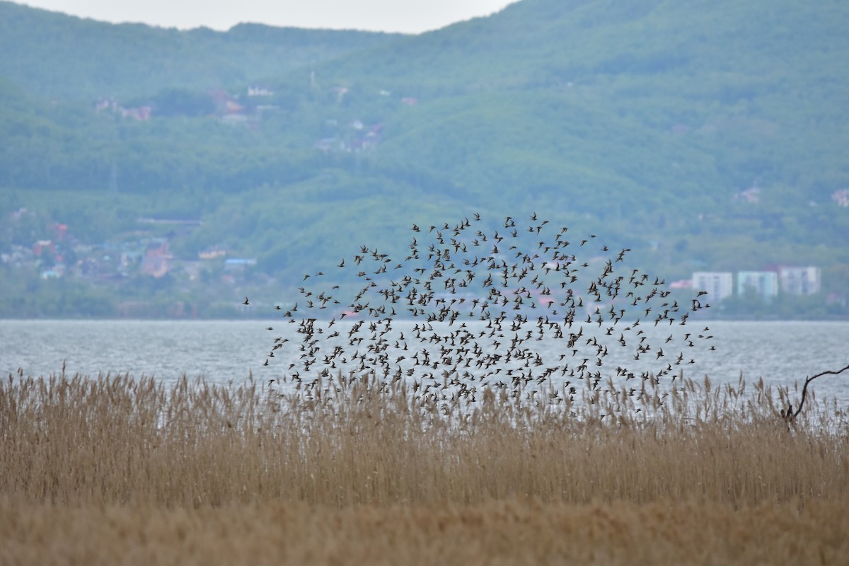 Dunlin - ML619886545