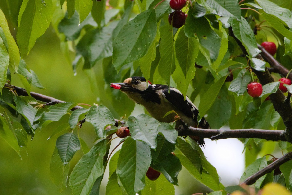 Great Spotted Woodpecker - ML619886557