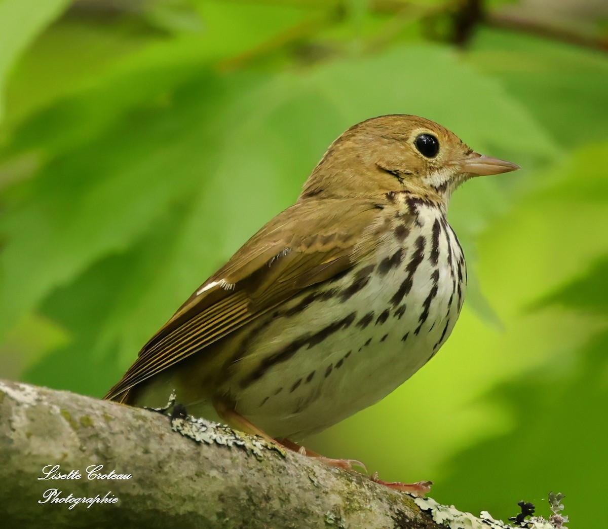 Ovenbird - ML619886571