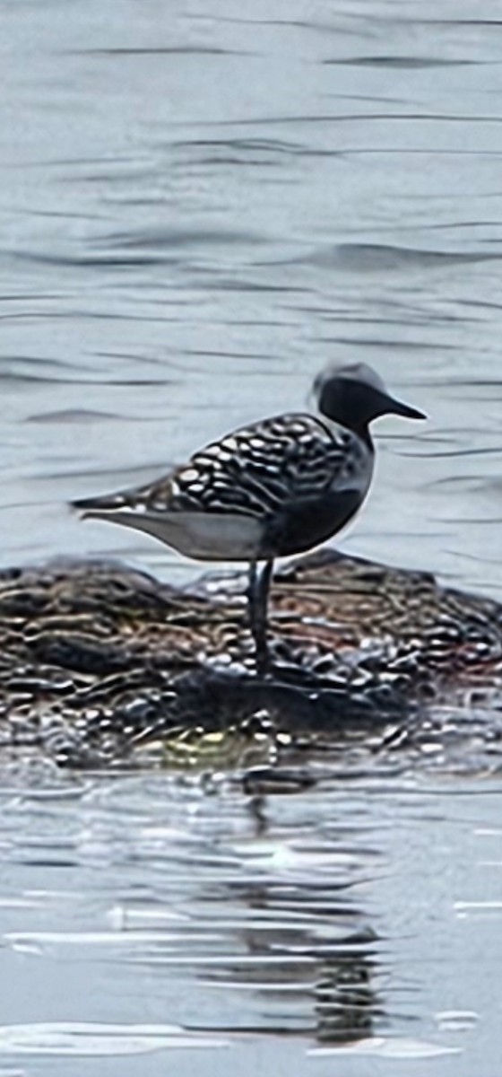 Black-bellied Plover - ML619886585