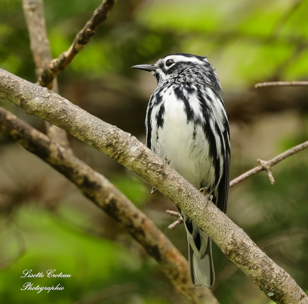 Black-and-white Warbler - ML619886588