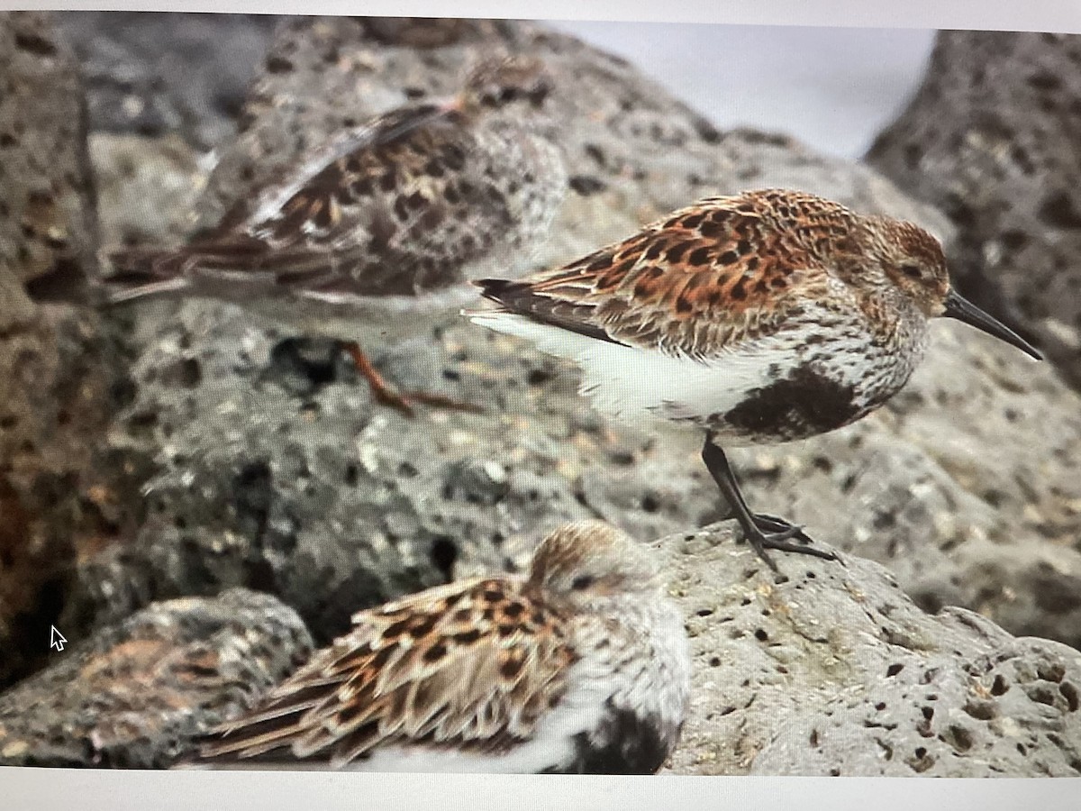 Dunlin - ML619886595