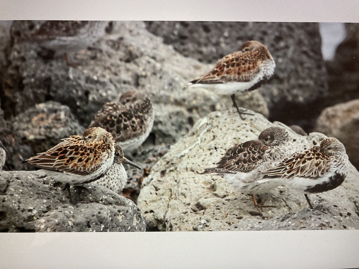 Dunlin - stephen  carter