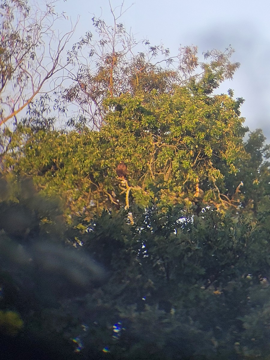 Common Black x Red-shouldered Hawk (hybrid) - ML619886599