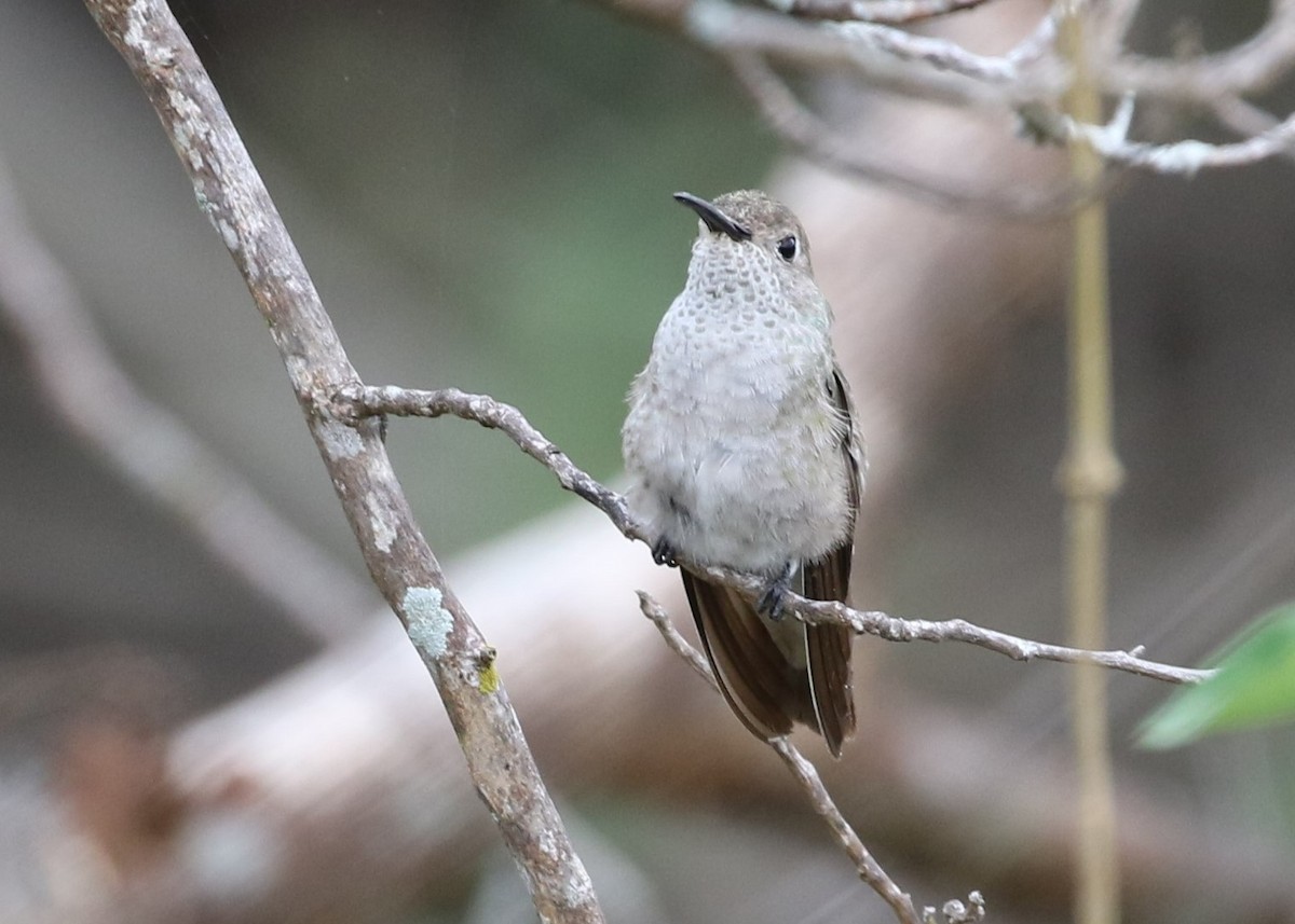 Spot-throated Hummingbird - ML619886614