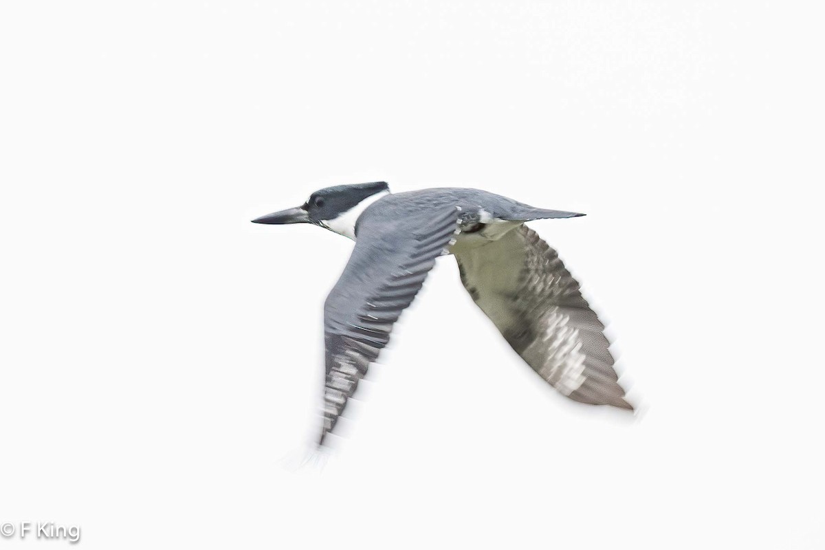 Belted Kingfisher - ML619886615