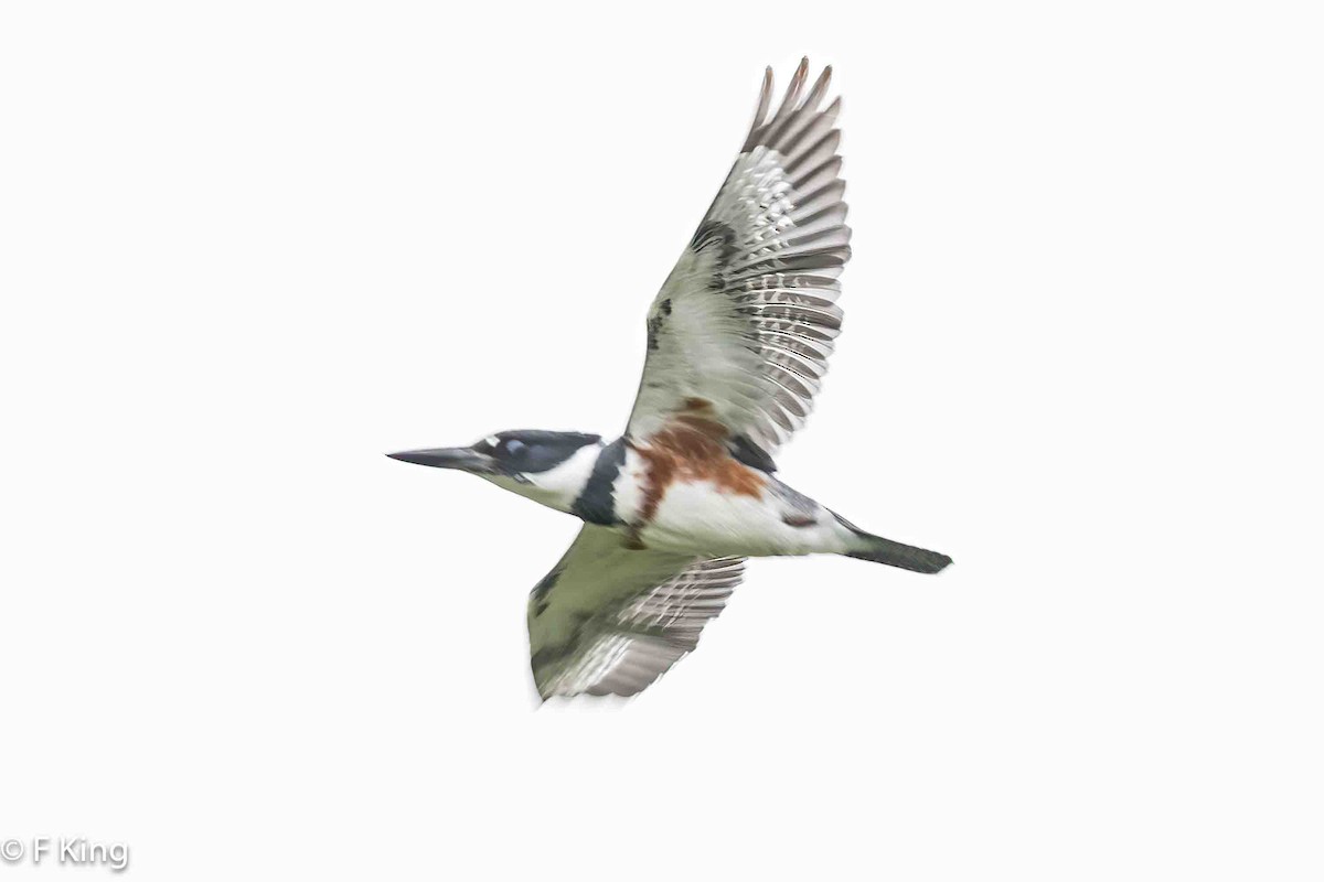 Belted Kingfisher - ML619886616