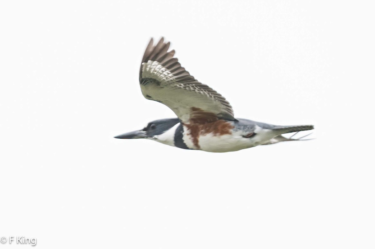 Belted Kingfisher - ML619886618