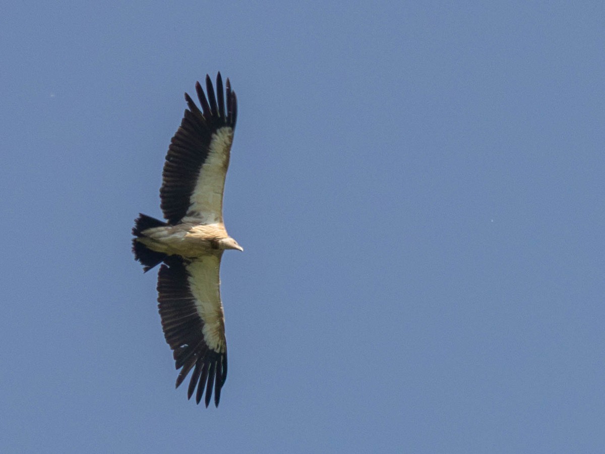 Himalayan Griffon - ML619886621