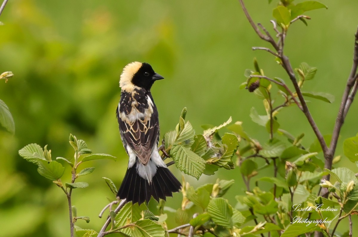 Bobolink - ML619886638