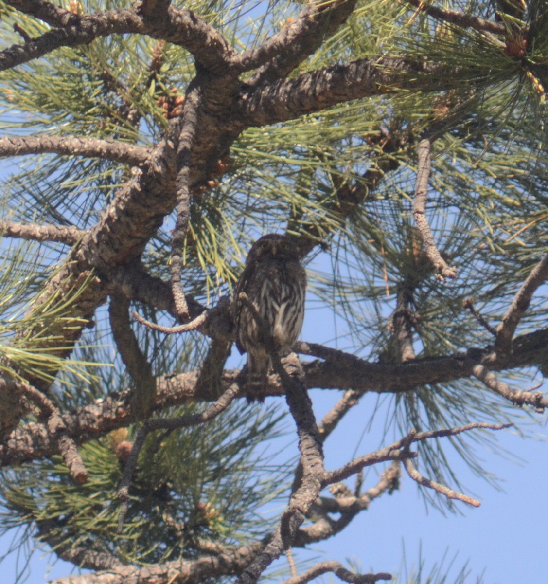 Northern Pygmy-Owl - ML619886646