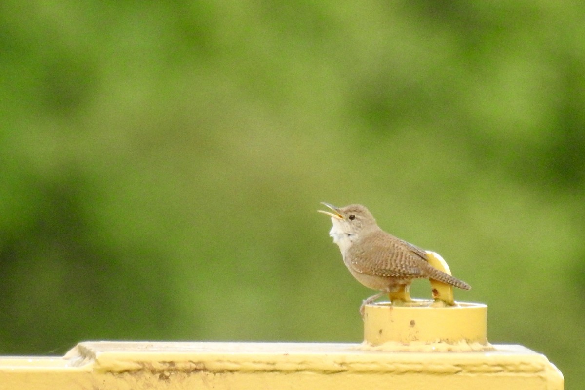 House Wren - ML619886659