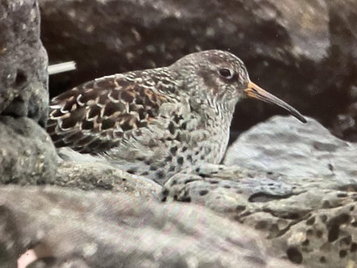 Purple Sandpiper - ML619886660