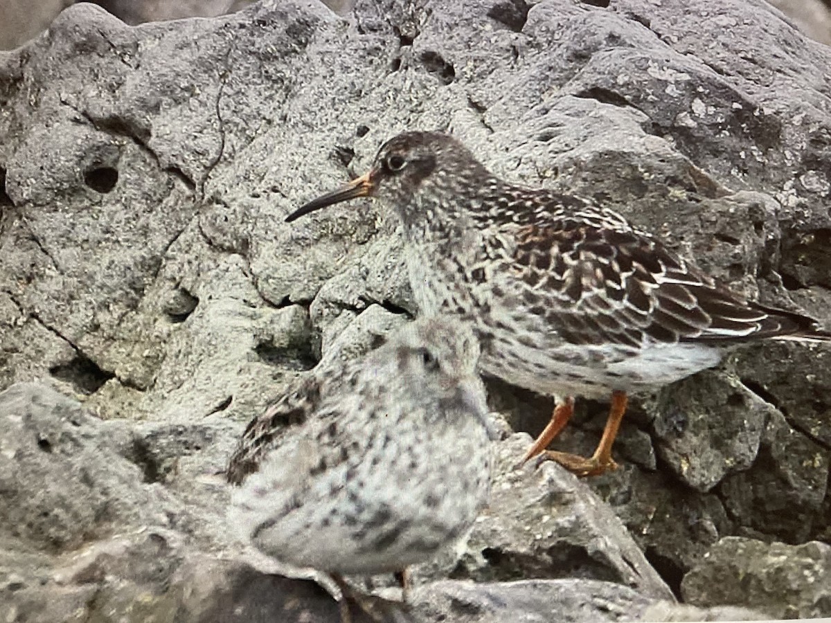 Purple Sandpiper - ML619886661