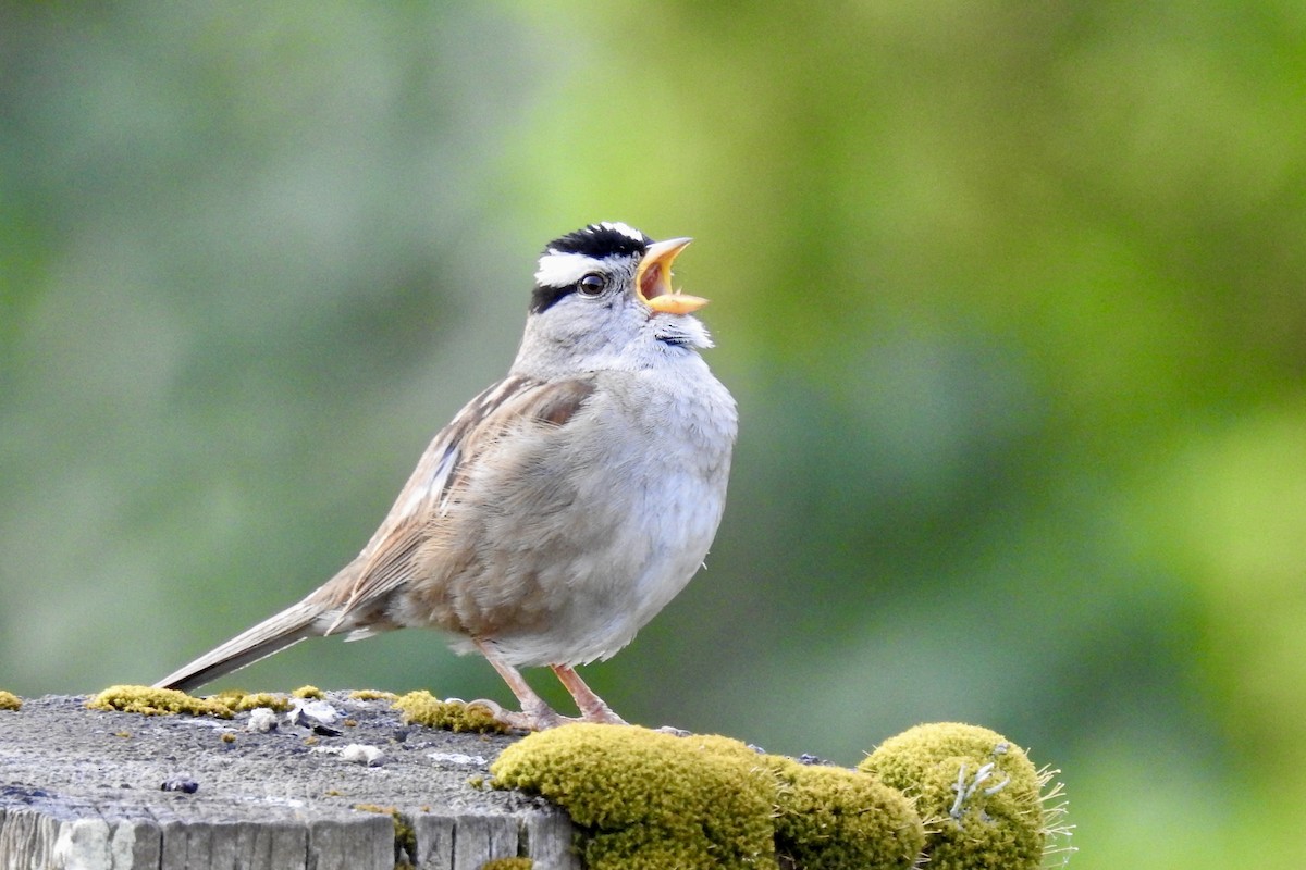 White-crowned Sparrow - ML619886669