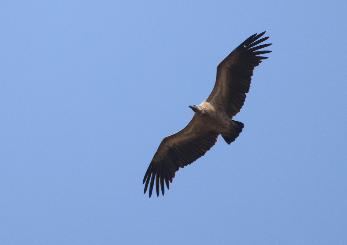 White-backed Vulture - ML619886671