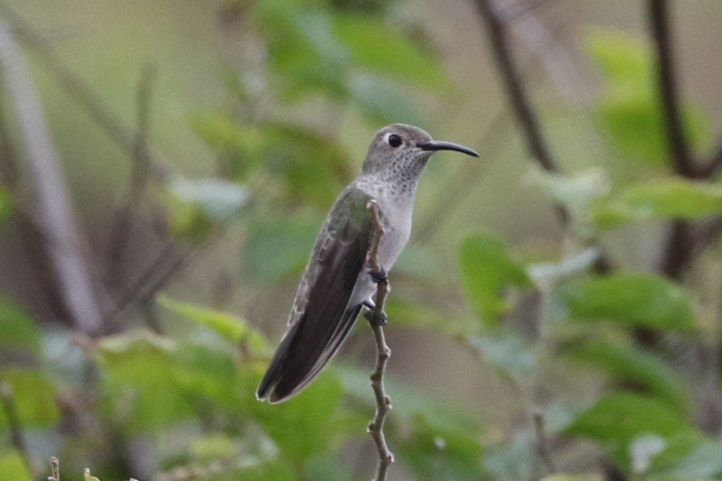 Spot-throated Hummingbird - ML619886680