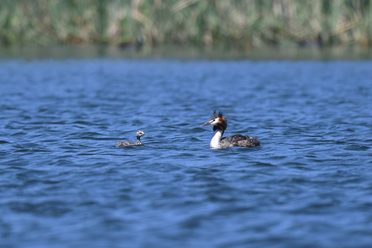 Great Crested Grebe - ML619886685
