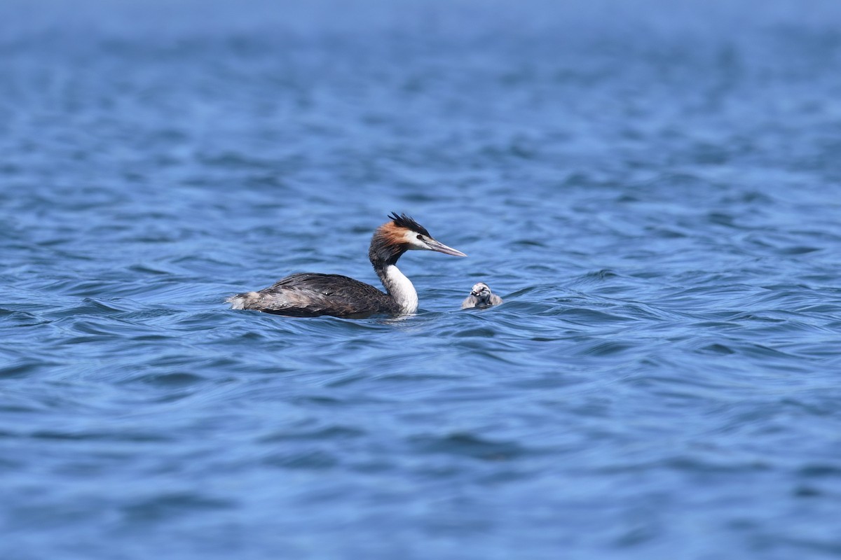 Great Crested Grebe - ML619886692