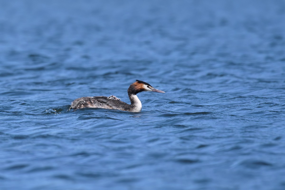 Great Crested Grebe - ML619886693