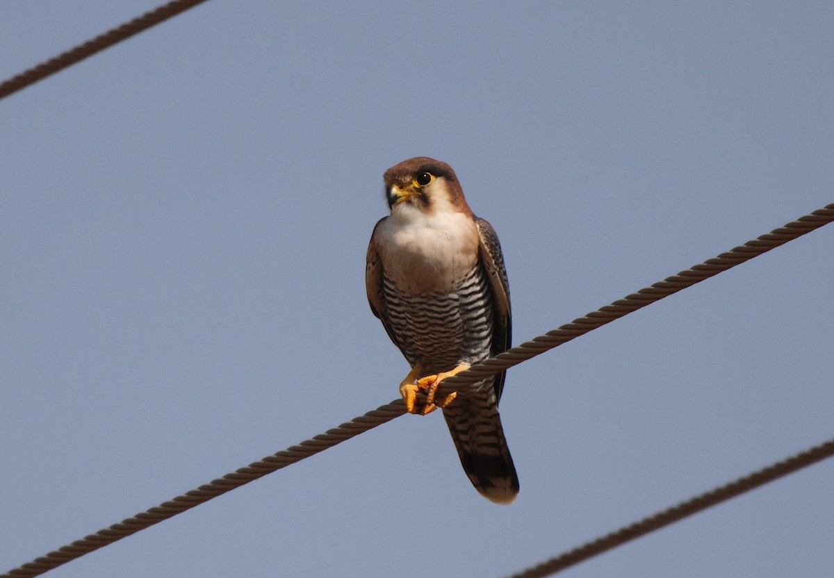 Red-necked Falcon - ML619886694