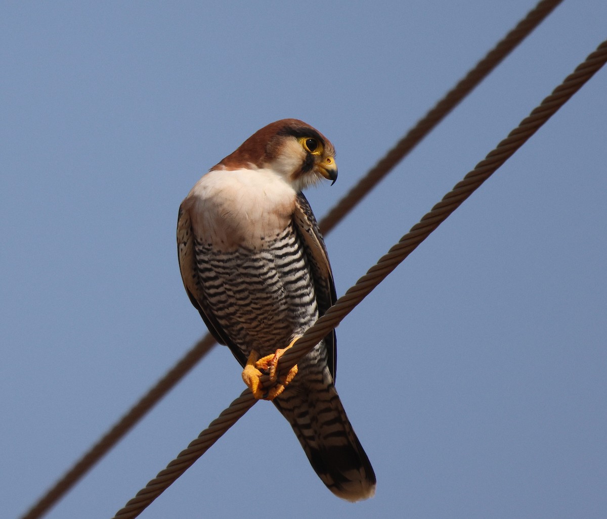 Red-necked Falcon - ML619886695
