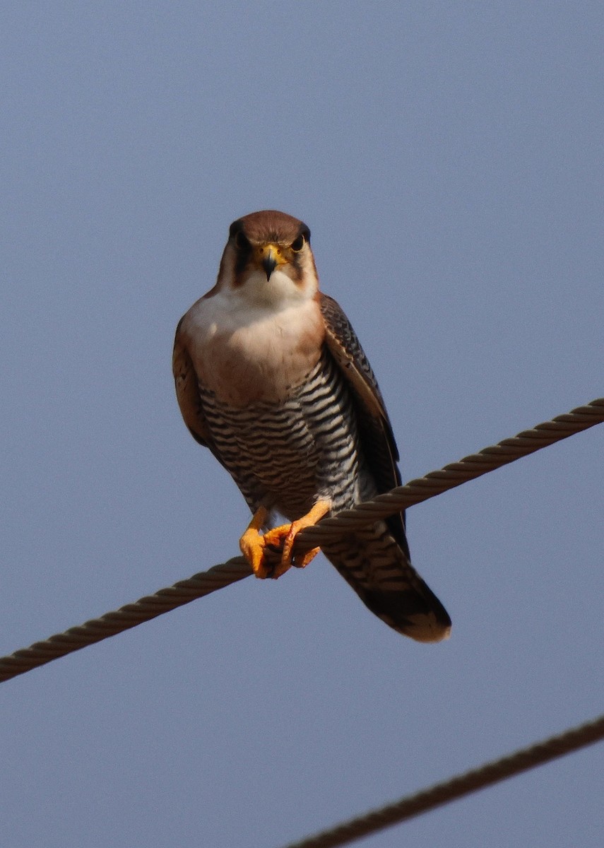 Red-necked Falcon - ML619886696