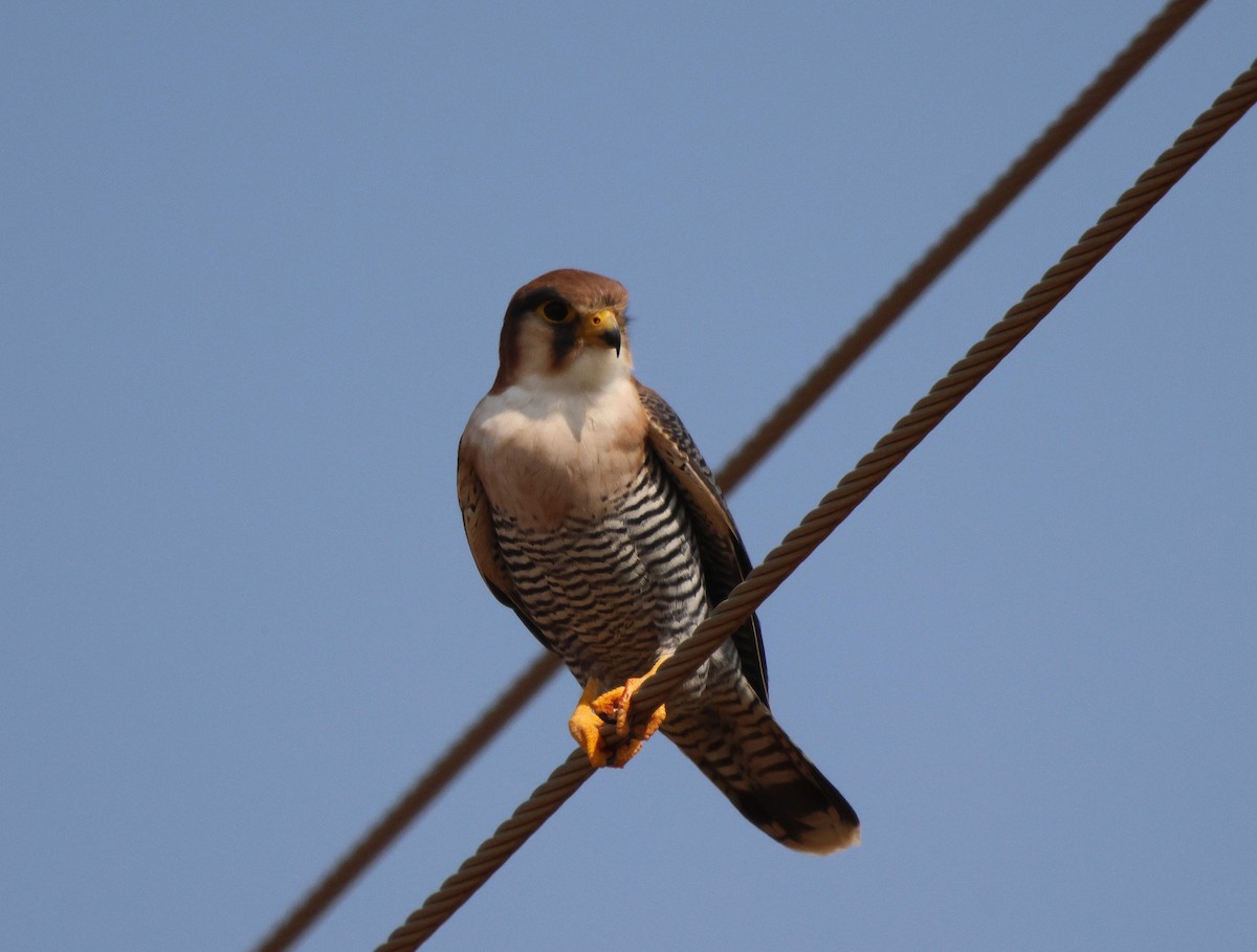 Red-necked Falcon - ML619886697