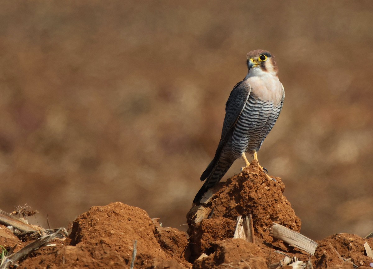 Red-necked Falcon - ML619886698