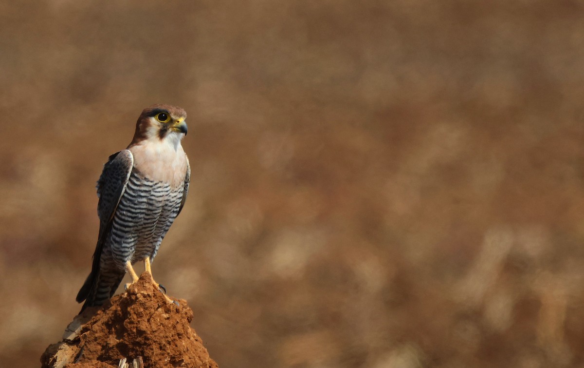 Red-necked Falcon - ML619886699