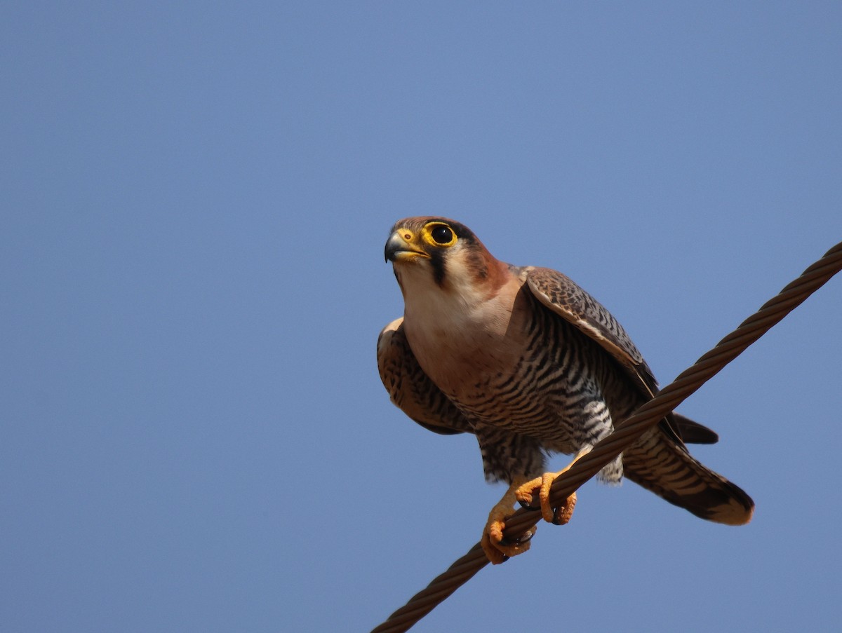 Red-necked Falcon - ML619886700