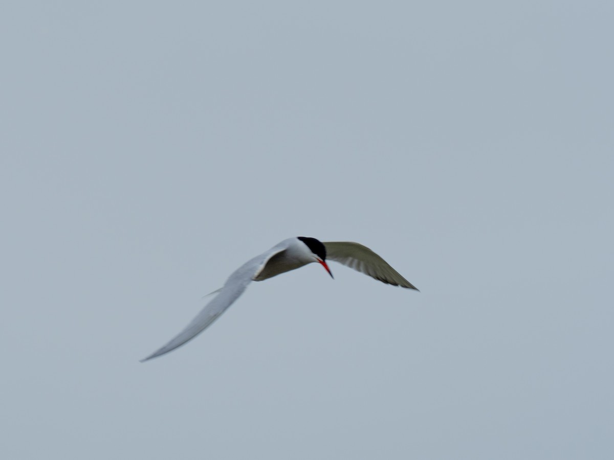 Common Tern - ML619886719