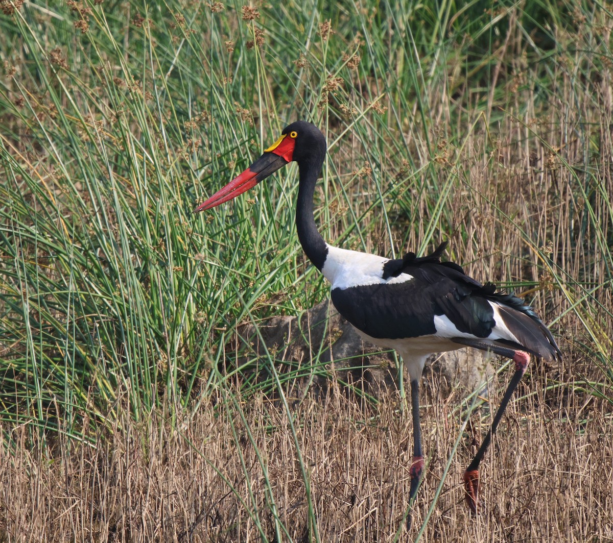 Saddle-billed Stork - ML619886722