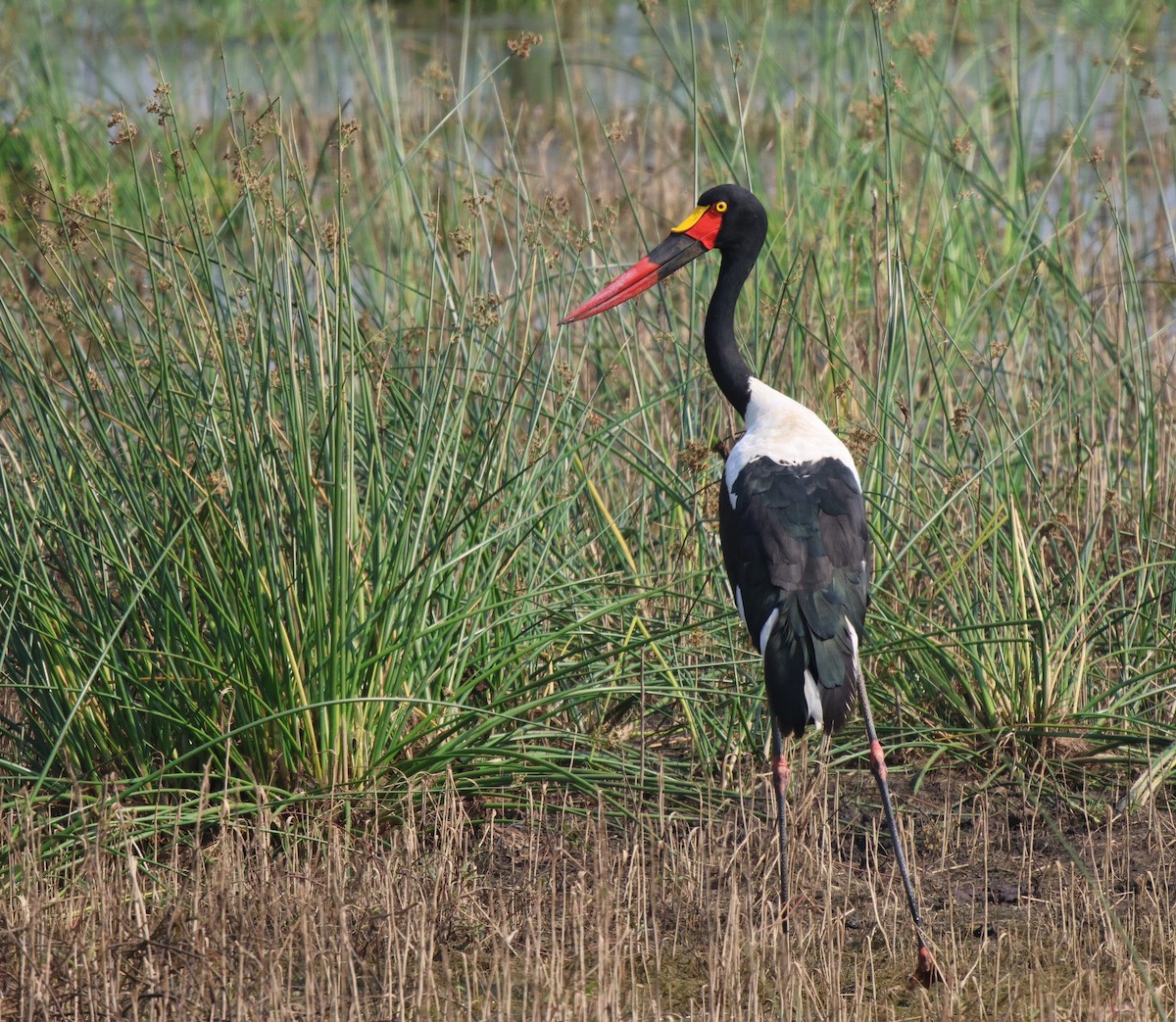 Jabiru d'Afrique - ML619886723