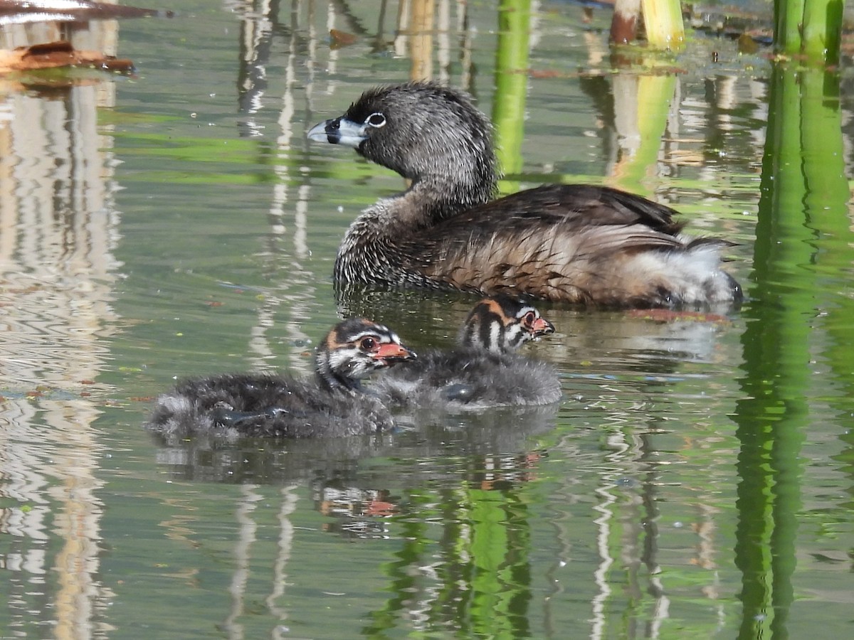 Pied-billed Grebe - ML619886725