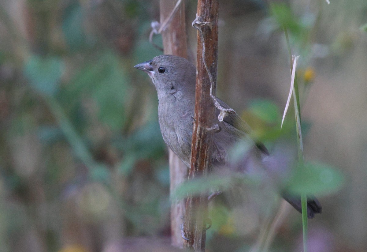 Brown Firefinch - ML619886729