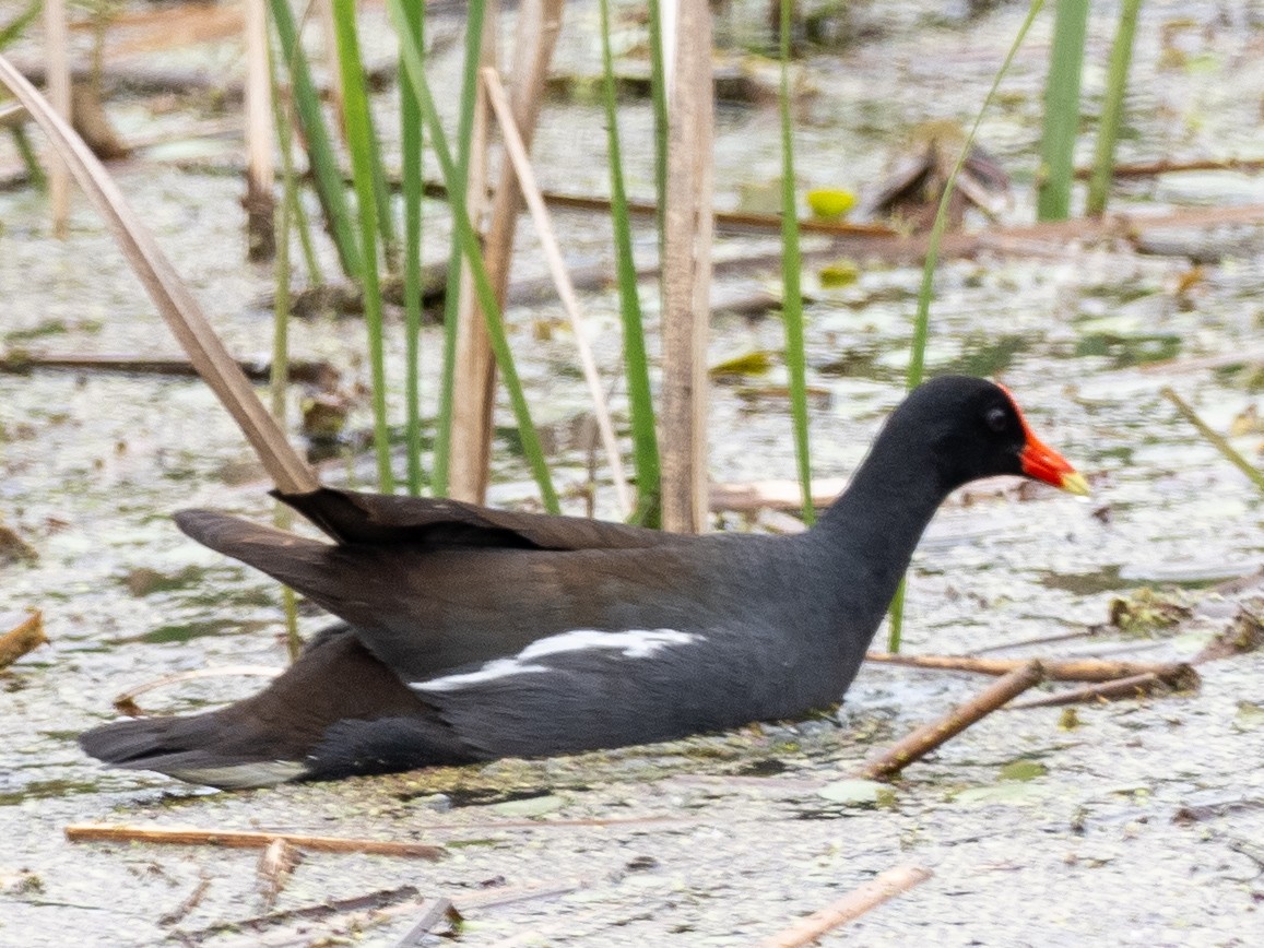 Common Gallinule - ML619886738