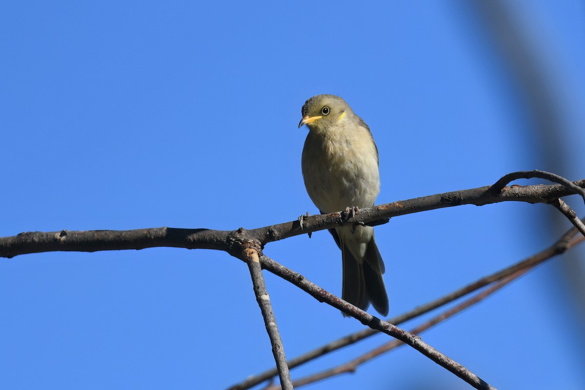 Fuscous Honeyeater - ML619886755