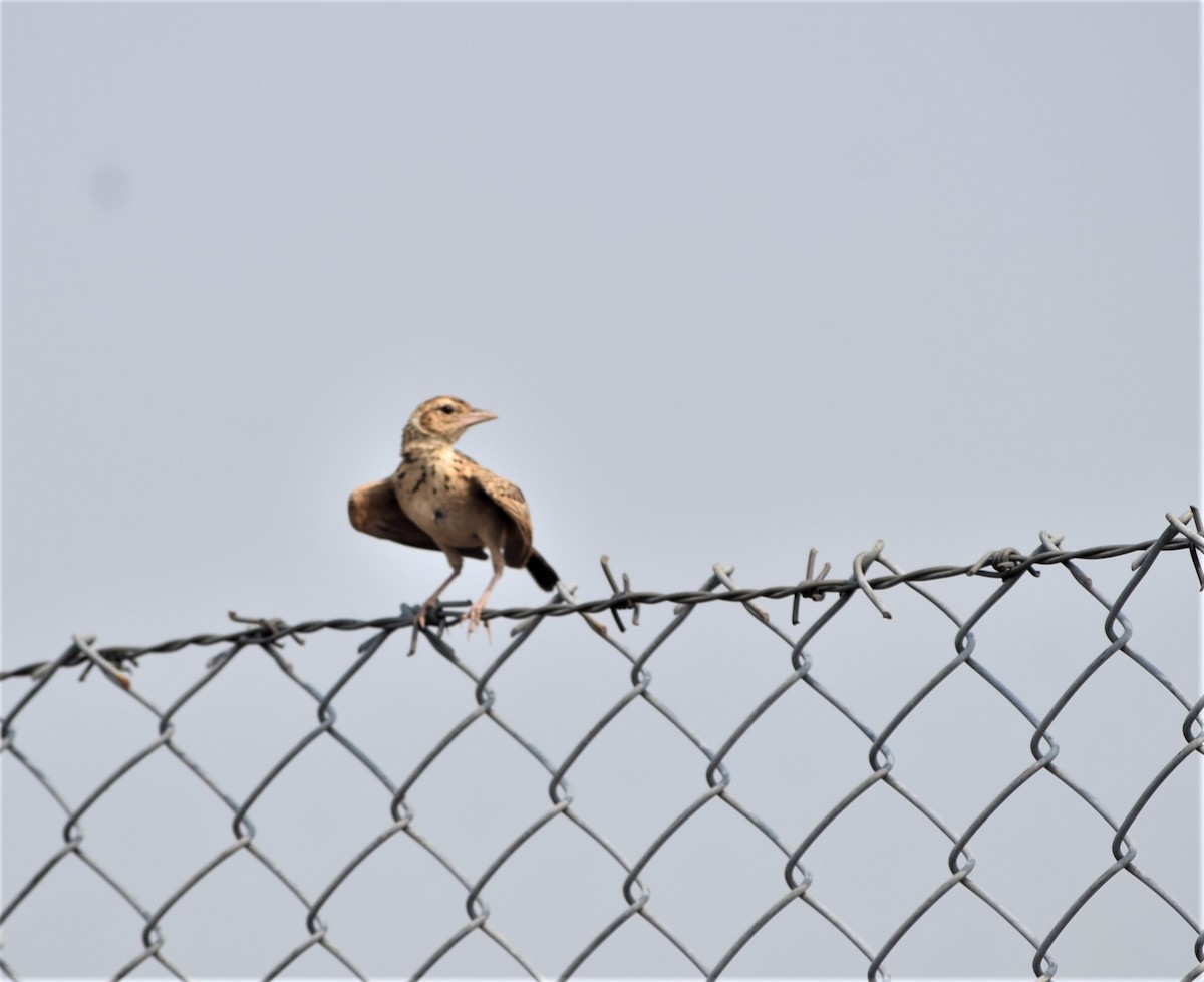 Indian Bushlark - ML619886769