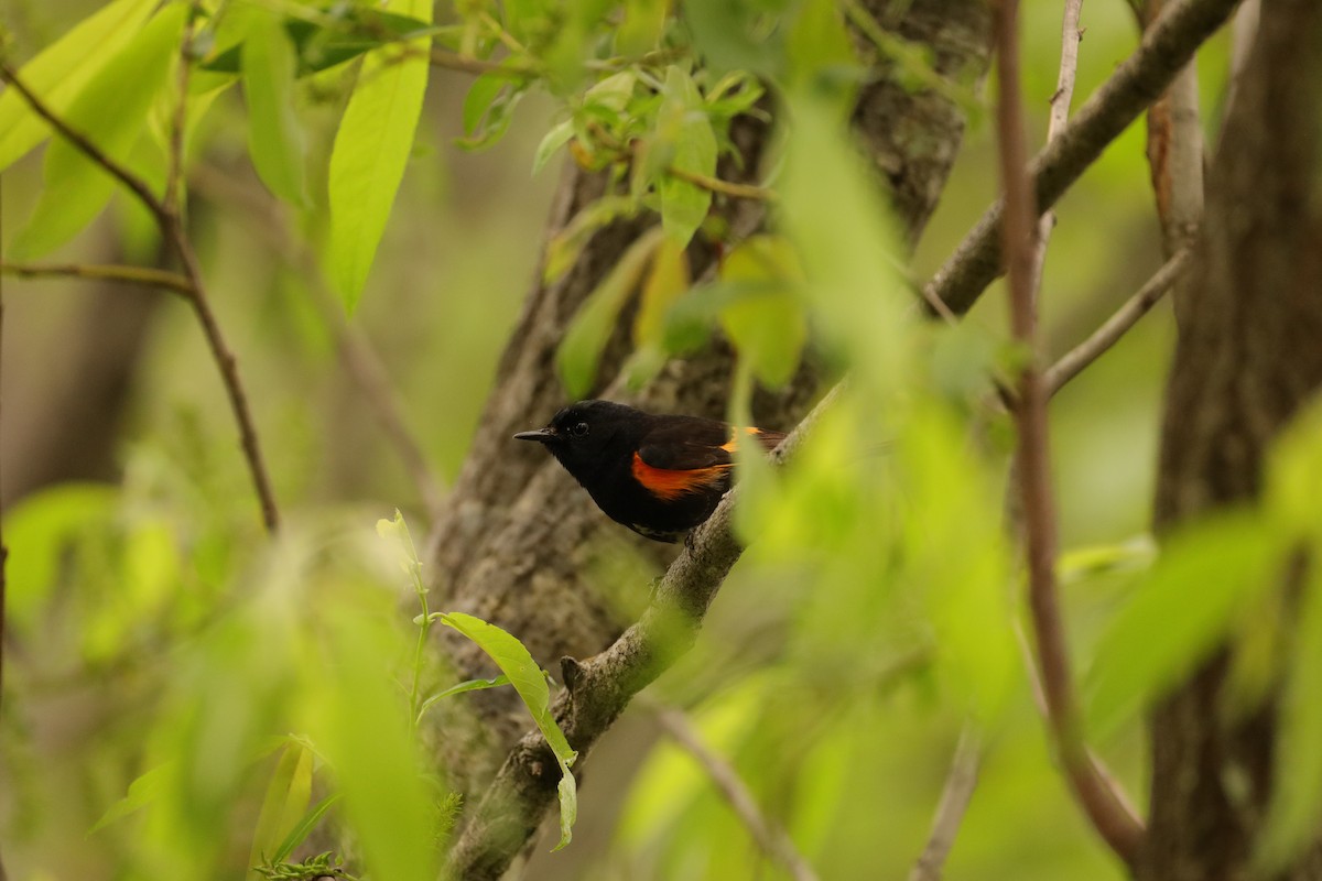 American Redstart - ML619886782