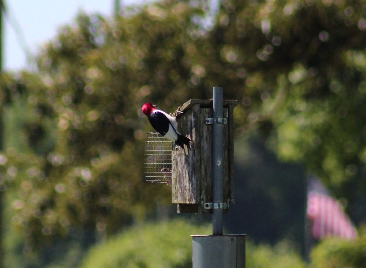 Red-headed Woodpecker - ML619886793