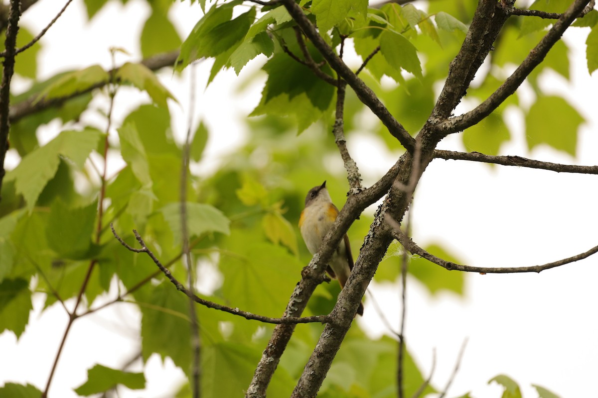 American Redstart - Claude Allard