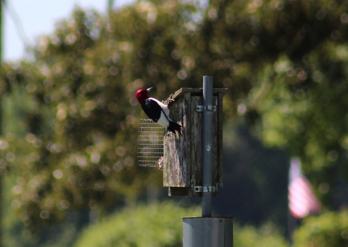 Red-headed Woodpecker - ML619886801