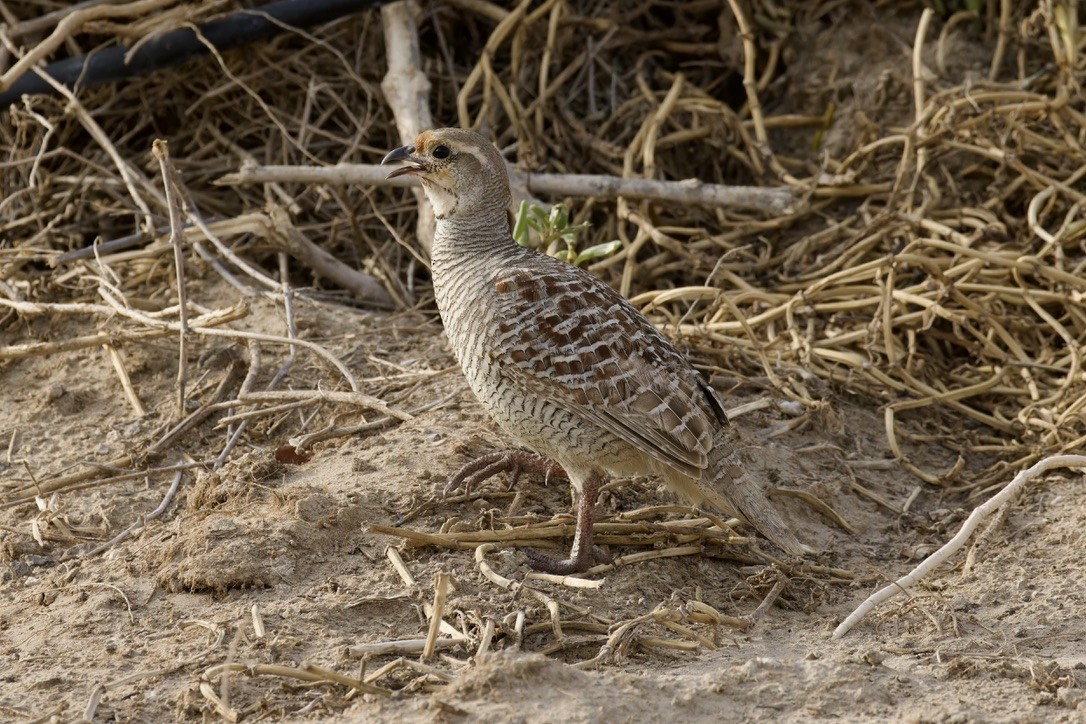 Gray Francolin - ML619886806