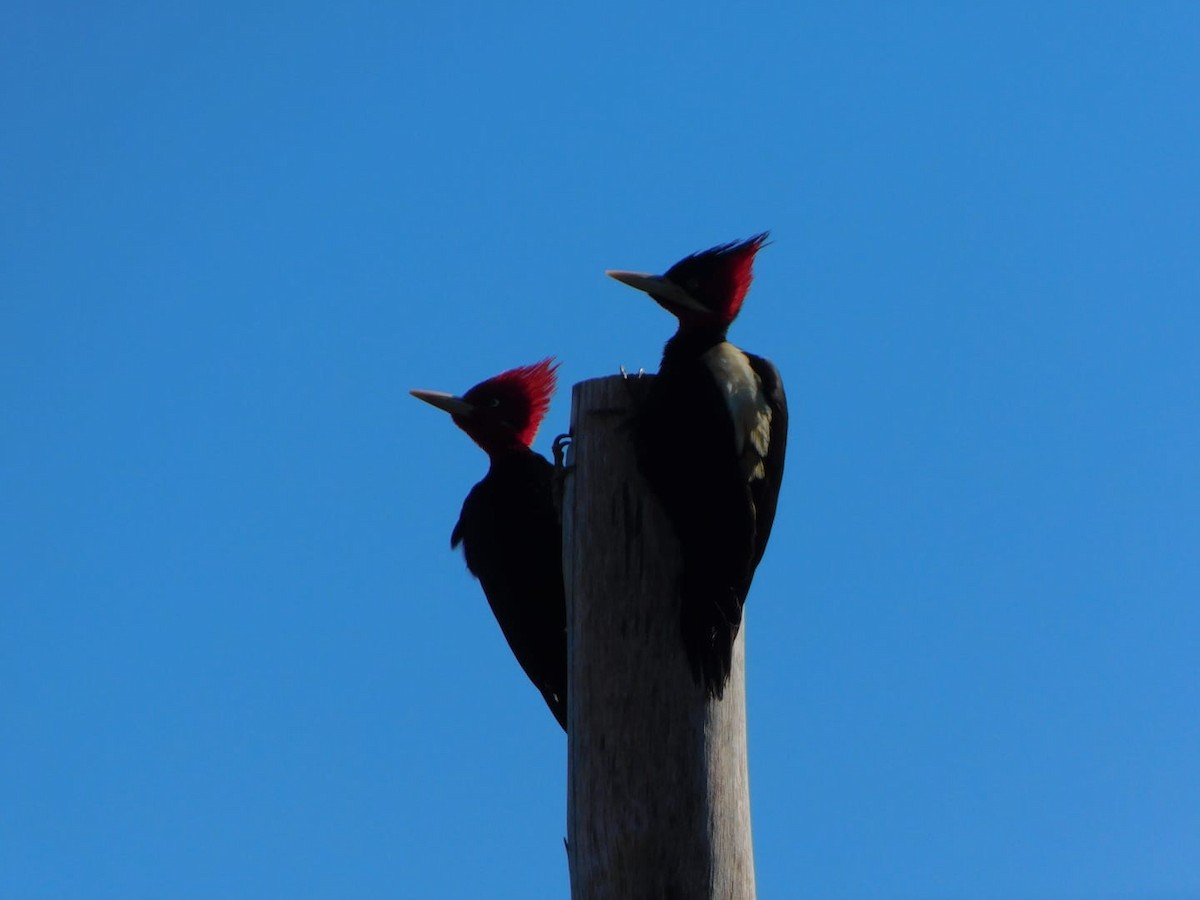 Cream-backed Woodpecker - Milagros Dalaco